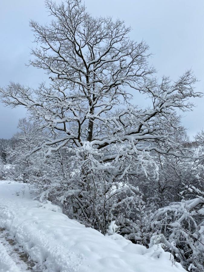 Chalet Le Grand Cerf Büllingen Dış mekan fotoğraf