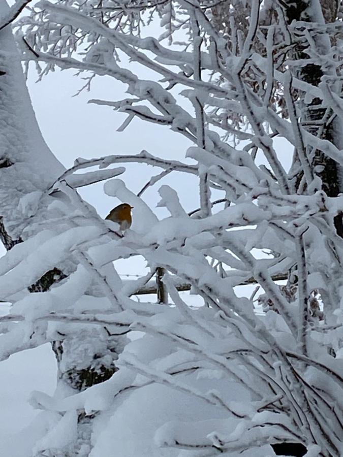 Chalet Le Grand Cerf Büllingen Dış mekan fotoğraf